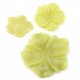 Jade limón - flor clavelina