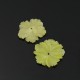 Jade limón - flor clavelina pequeña